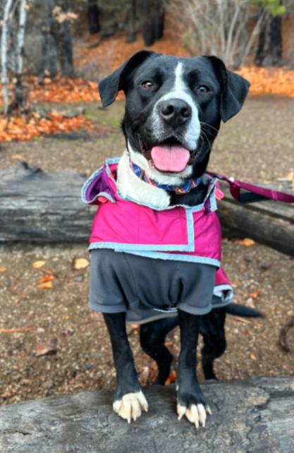 Button, Adoptable, Adult Female Pit Bull Terrier & Mixed Breed.