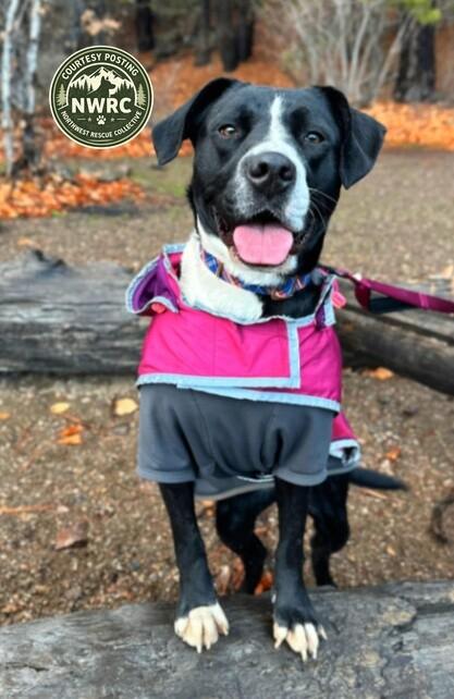 Enlarge Button, a Adoptable mixed breed in renton, WA image 2/6