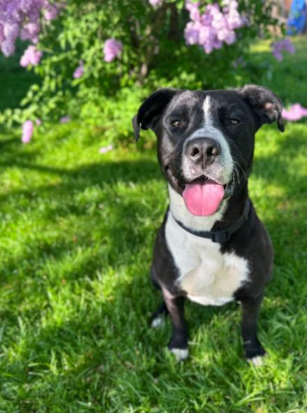 Enlarge Button, a Adoptable mixed breed in renton, WA image 3/6