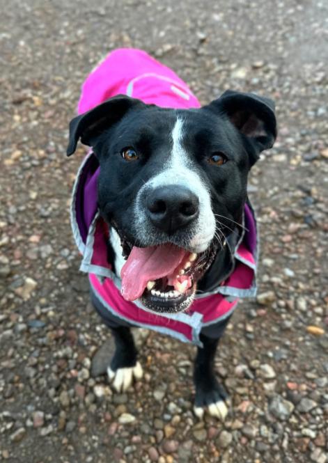 Enlarge Button, a Adoptable mixed breed in renton, WA image 4/6