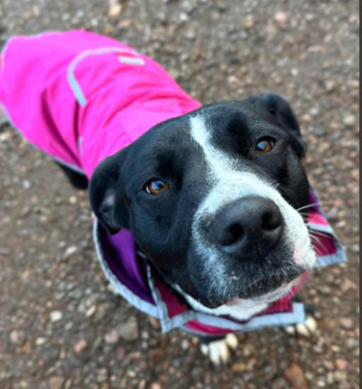 Enlarge Button, a Adoptable mixed breed in renton, WA image 5/6