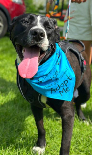 Enlarge Button, a Adoptable mixed breed in renton, WA image 6/6