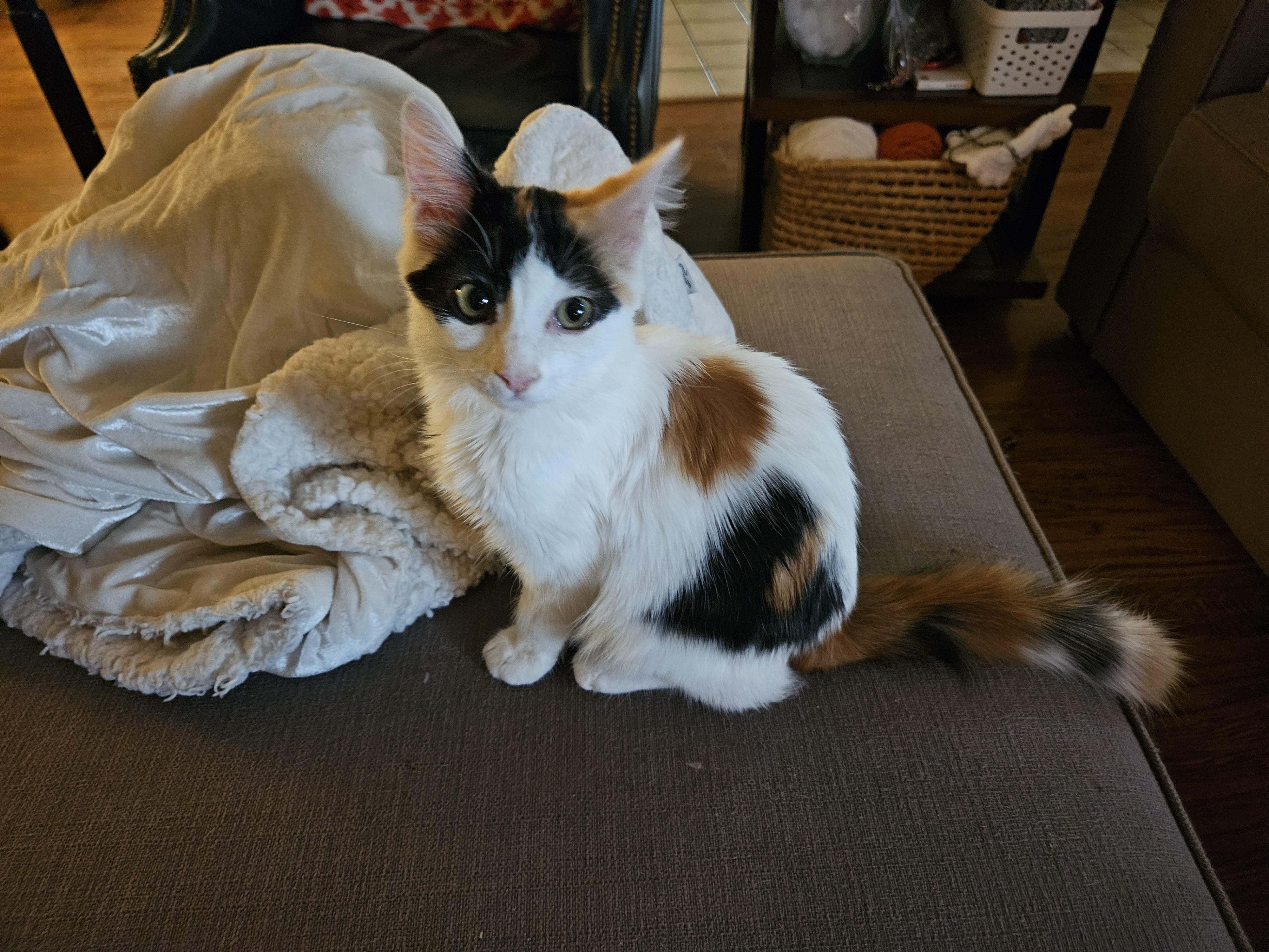 Jasmine, a Adoptable Domestic Short Hair in Lodi, CA image 1/4