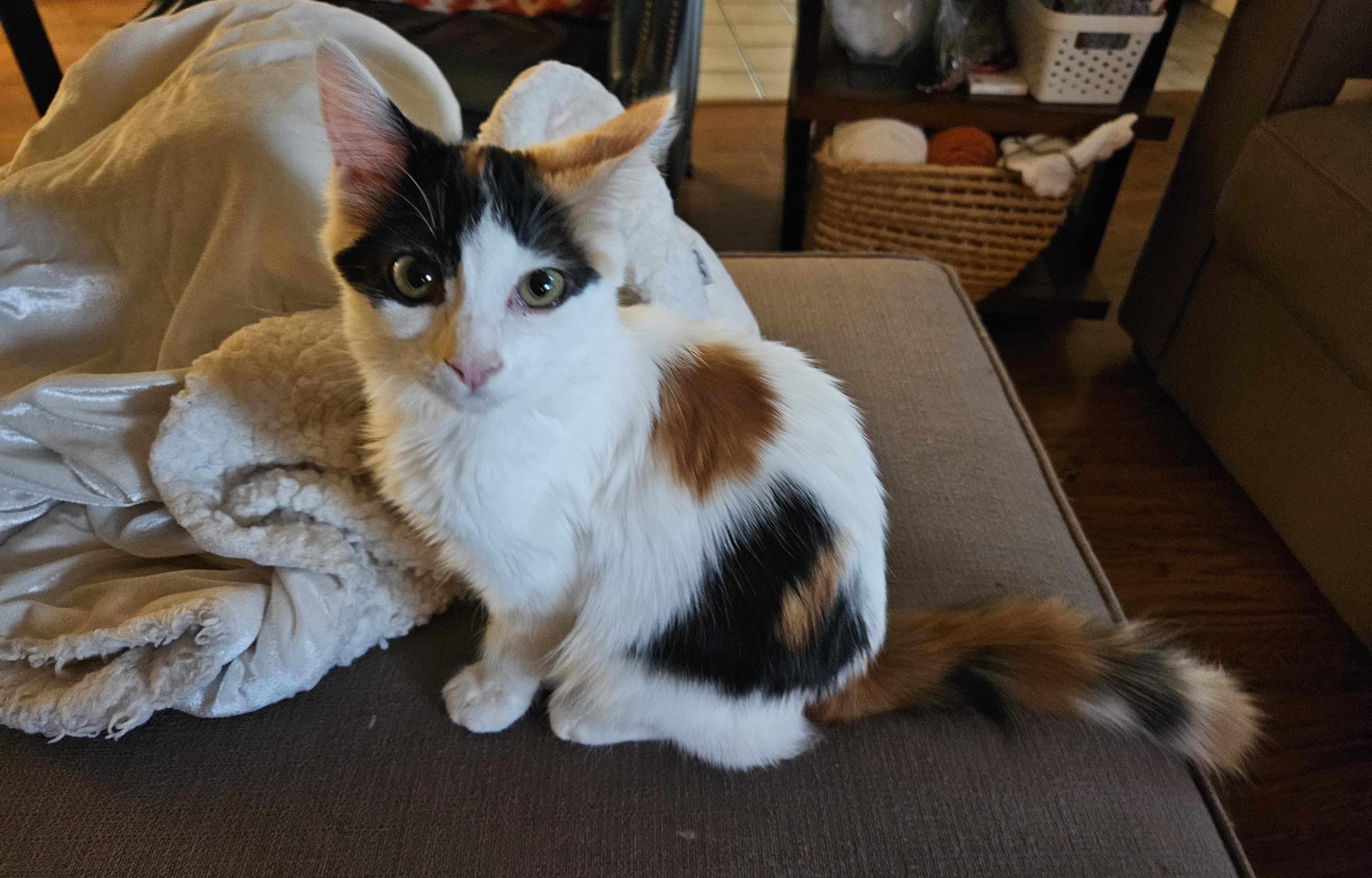 Jasmine, Adoptable, Young Female Domestic Short Hair.
