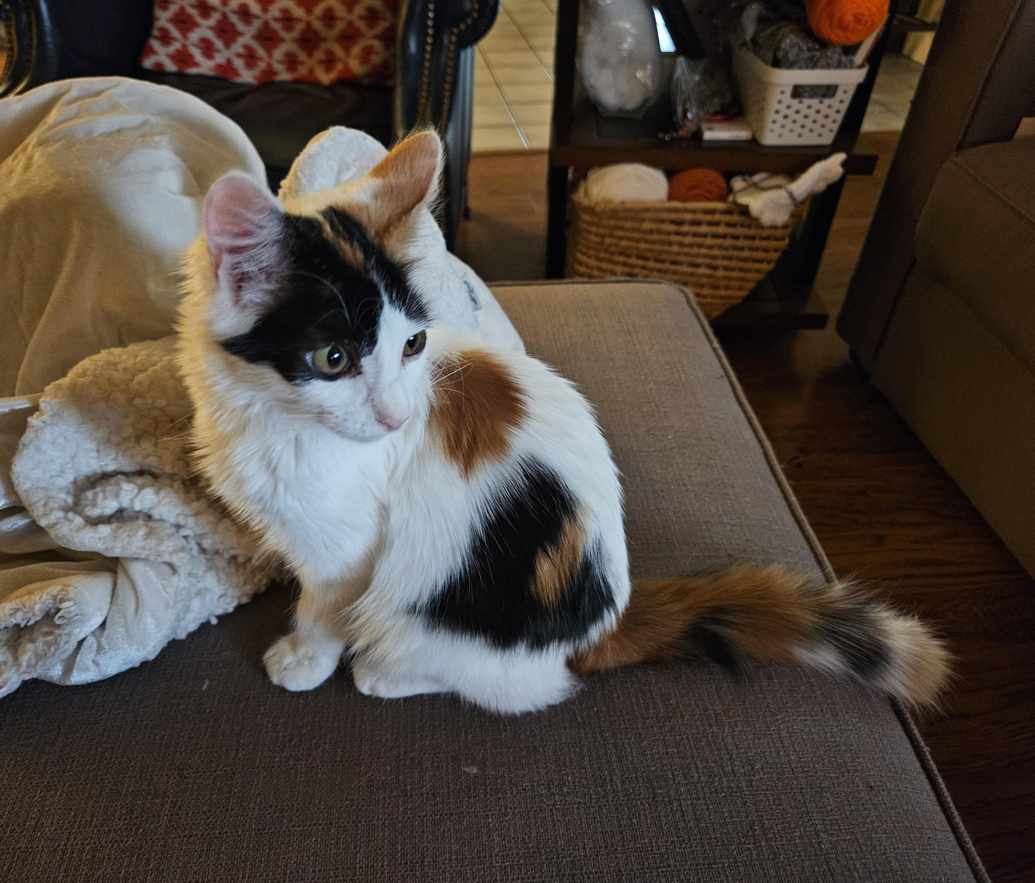 Jasmine, a Adoptable Domestic Short Hair in Lodi, CA image 3/4