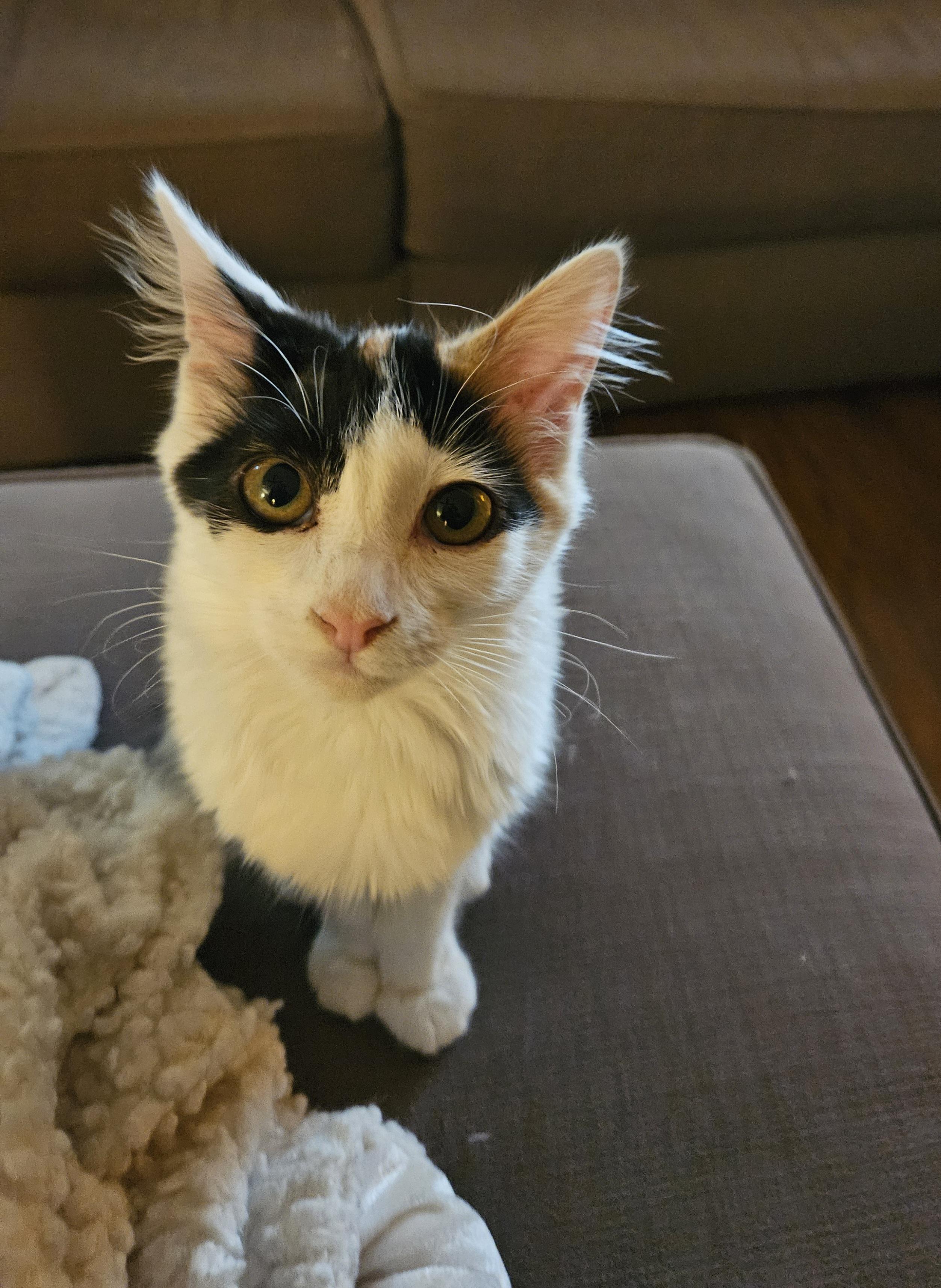 Jasmine, a Adoptable Domestic Short Hair in Lodi, CA image 4/4