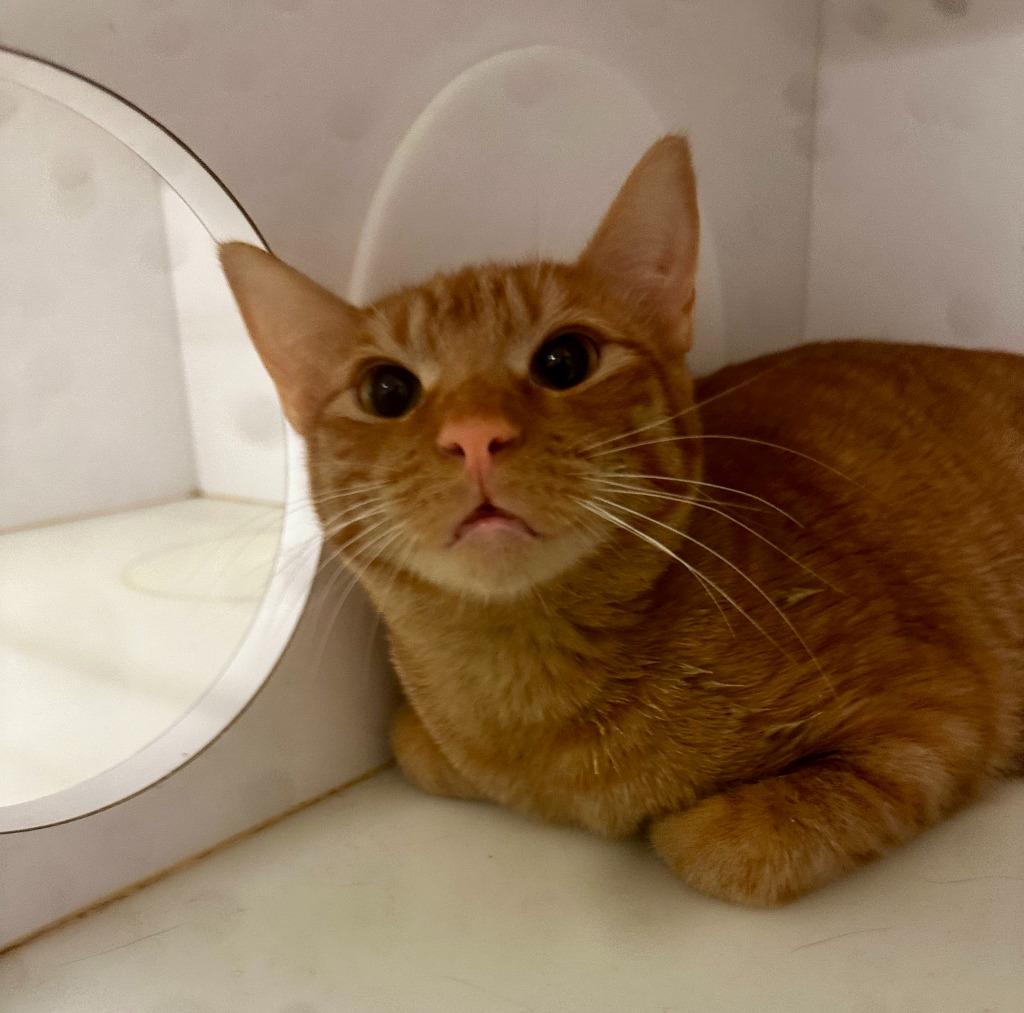 Lark, Adoptable, Young Male Domestic Short Hair.