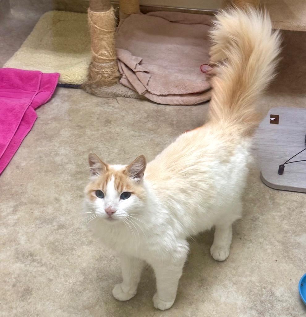 Hearst, Adoptable, Adult Male Siamese.