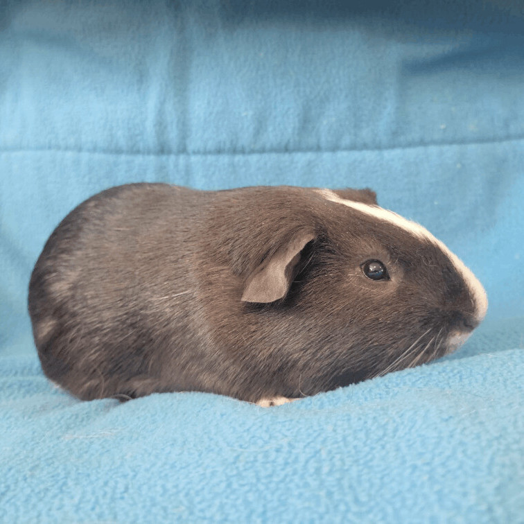 Enlarge Alfie and Marlon, a Adoptable Guinea Pig in Olympia, WA image 4/6