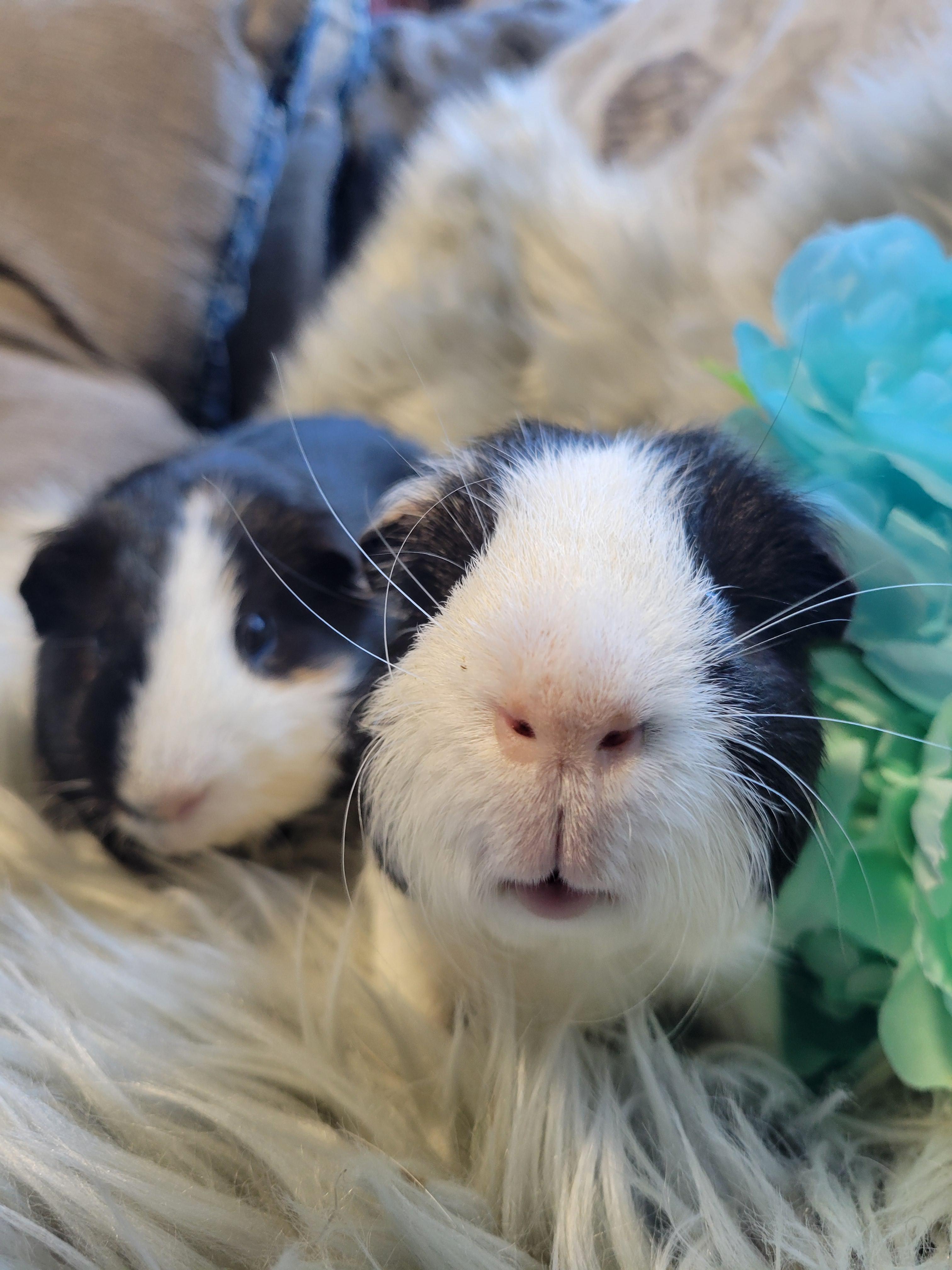 Enlarge Alfie and Marlon, a Adoptable Guinea Pig in Olympia, WA image 1/6