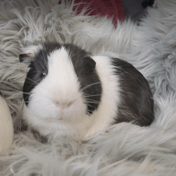 Enlarge Alfie and Marlon, a Adoptable Guinea Pig in Olympia, WA image 5/6