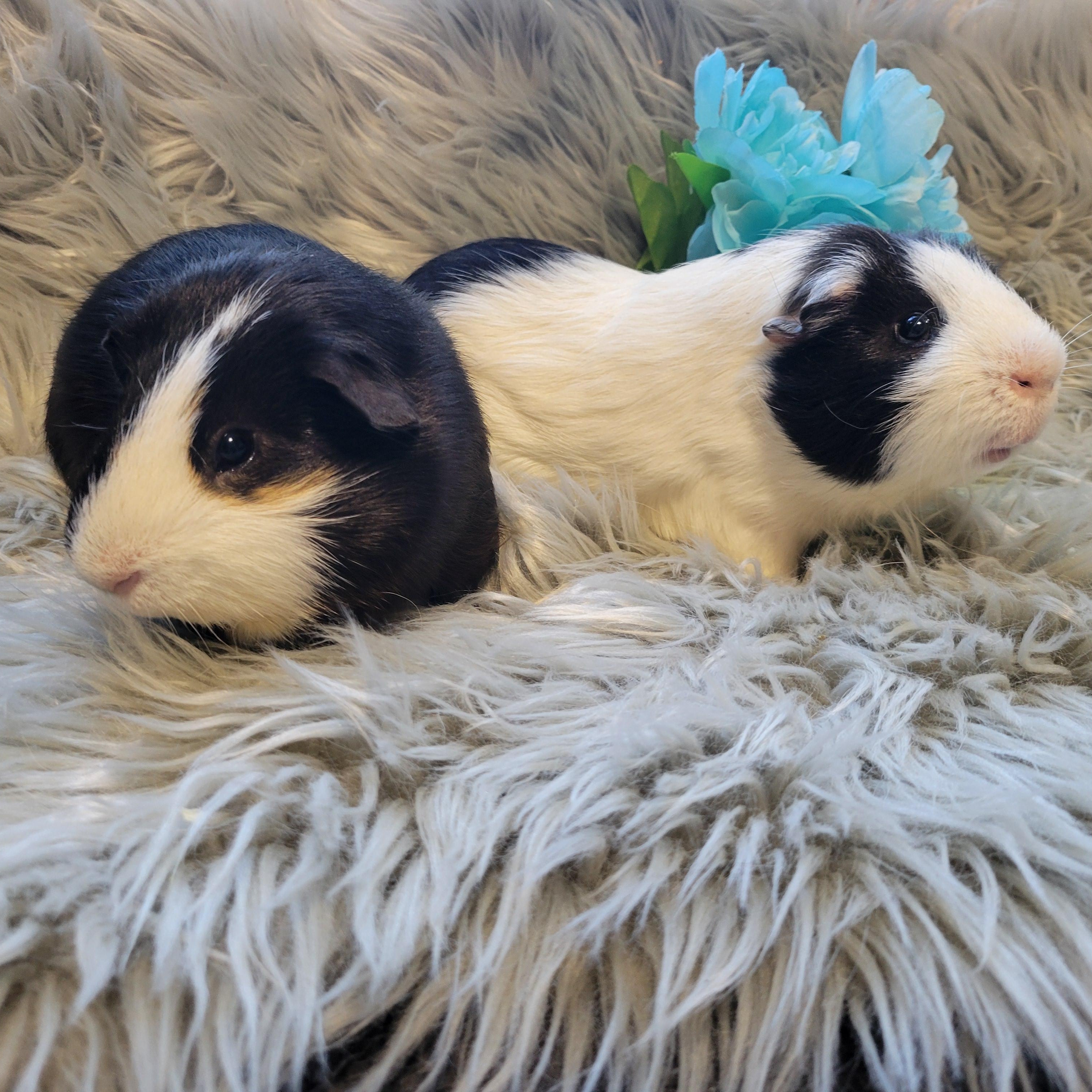Enlarge Alfie and Marlon, a Adoptable Guinea Pig in Olympia, WA image 2/6