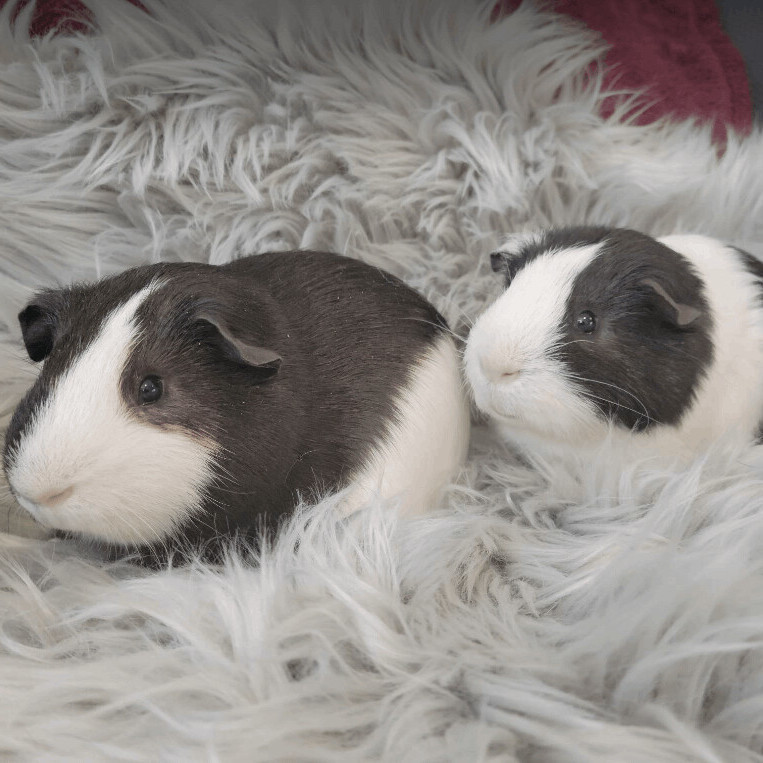 Enlarge Alfie and Marlon, a Adoptable Guinea Pig in Olympia, WA image 6/6