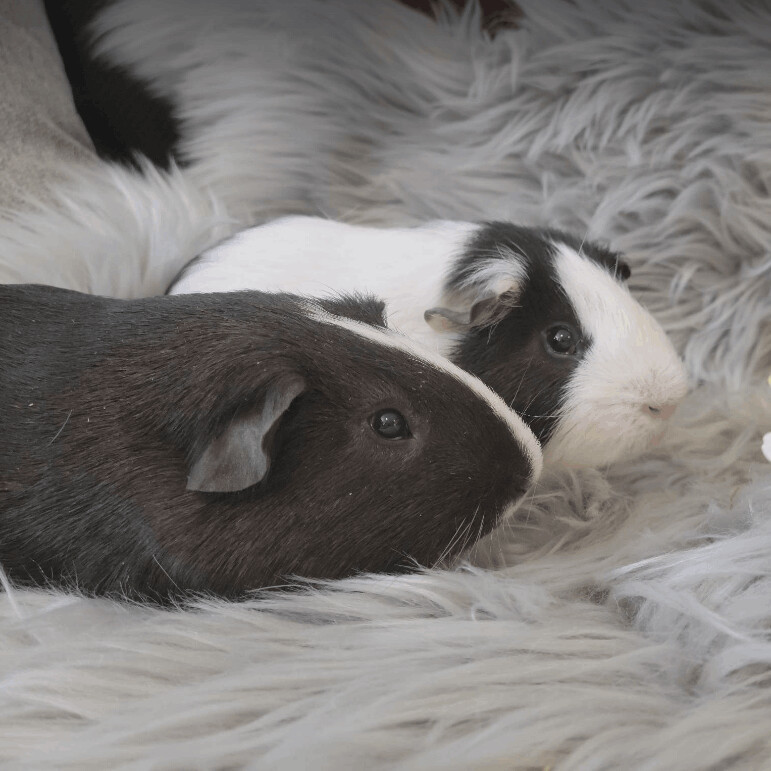 Alfie and Marlon, Adult Male unknown