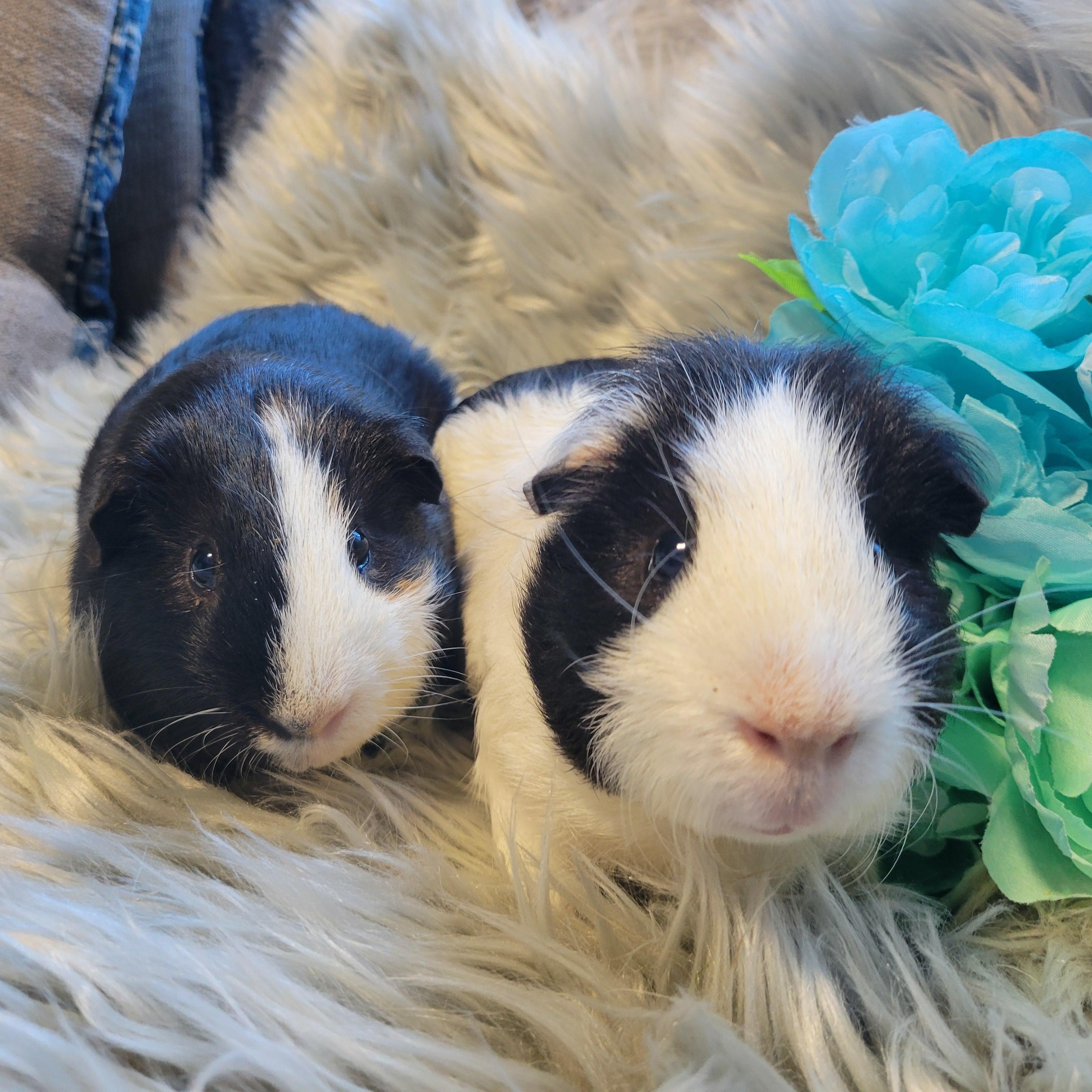 Enlarge Alfie and Marlon, a Adoptable Guinea Pig in Olympia, WA image 3/6
