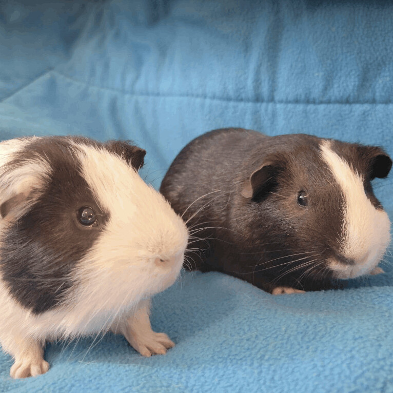 Alfie and Marlon photo 6