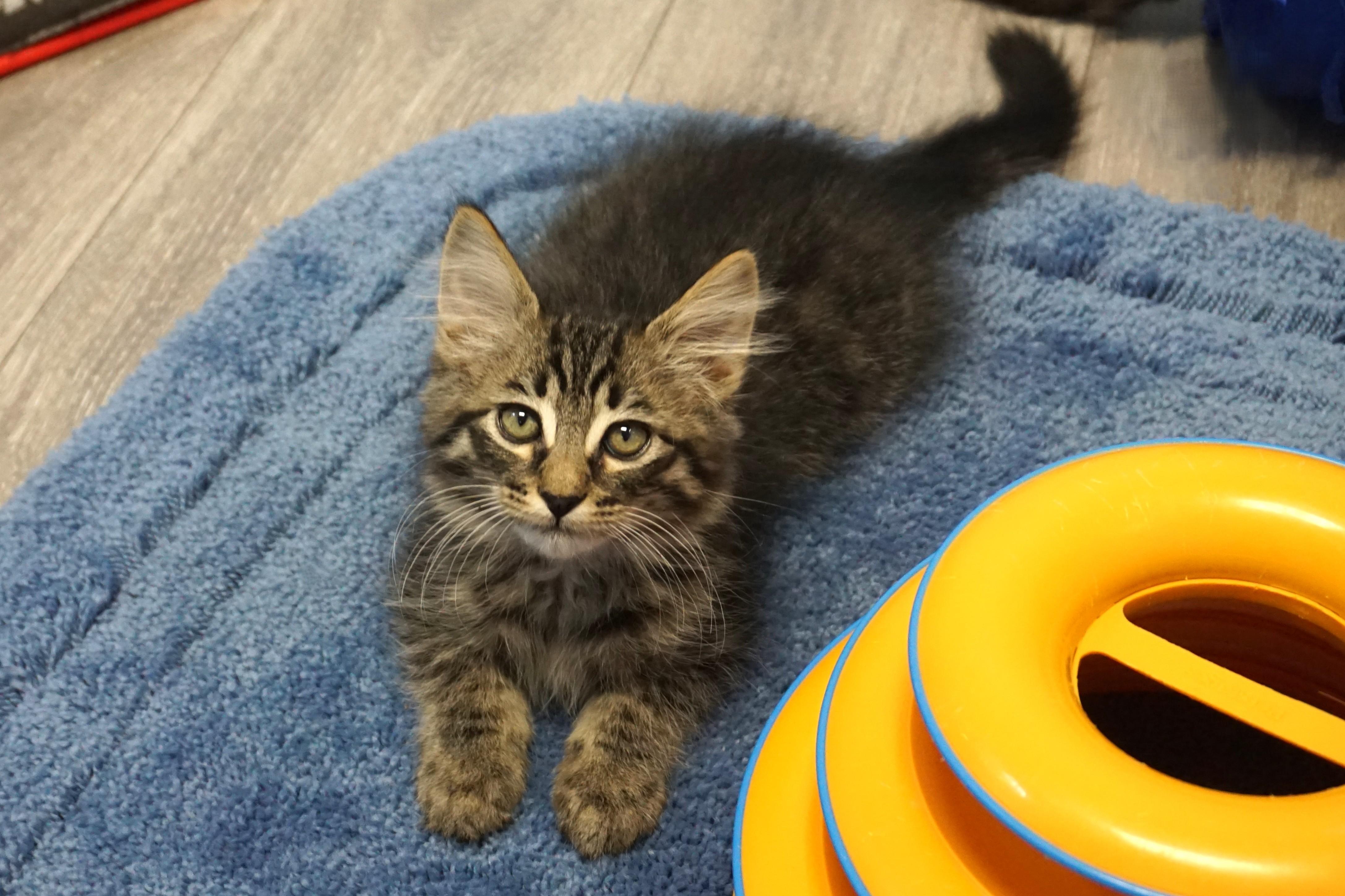 Sven Forkbeard, an adopted Domestic Medium Hair in Fountain Hills, AZ image 1/3