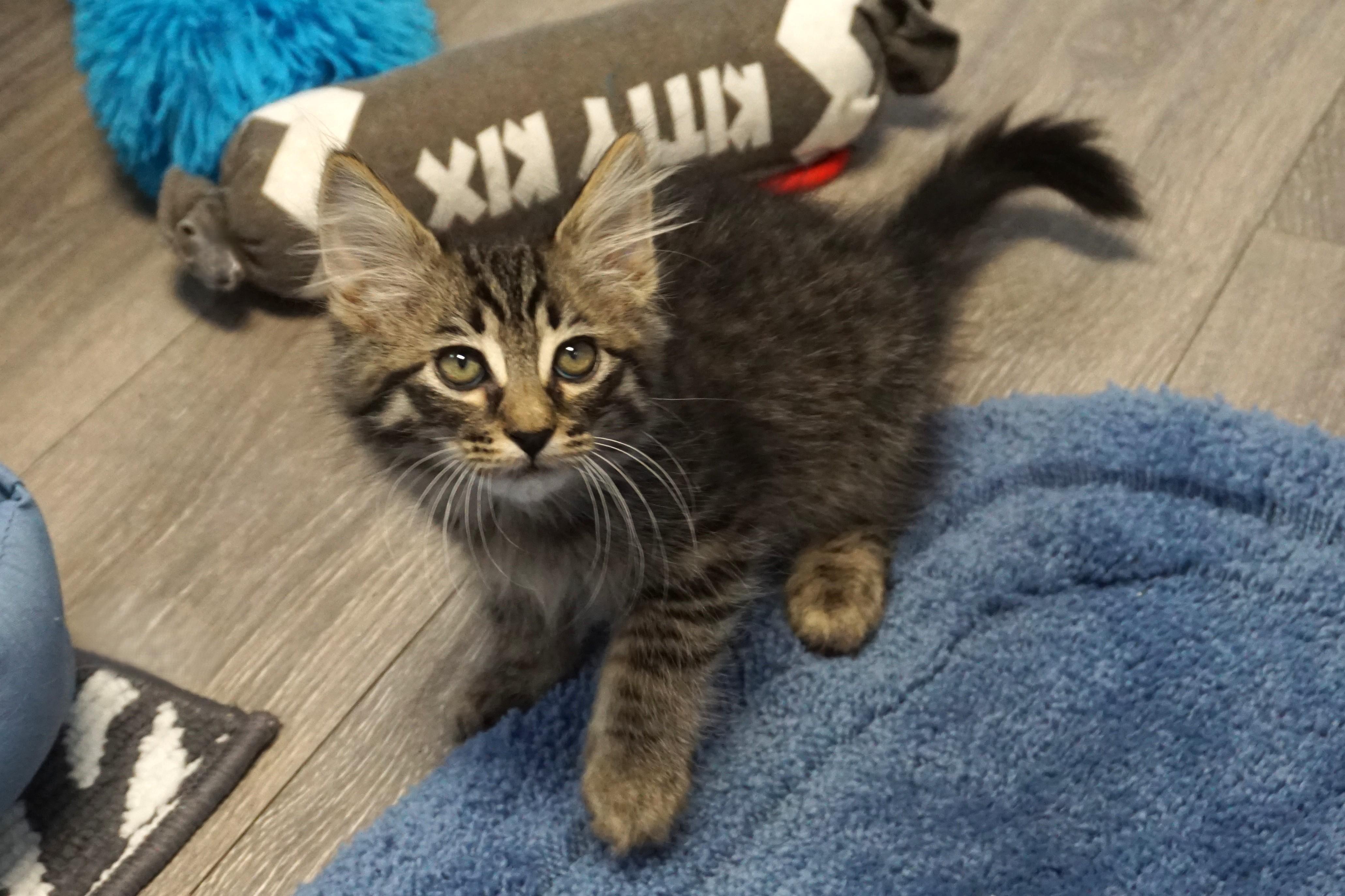 Sven Forkbeard, an adopted Domestic Medium Hair in Fountain Hills, AZ image 2/3