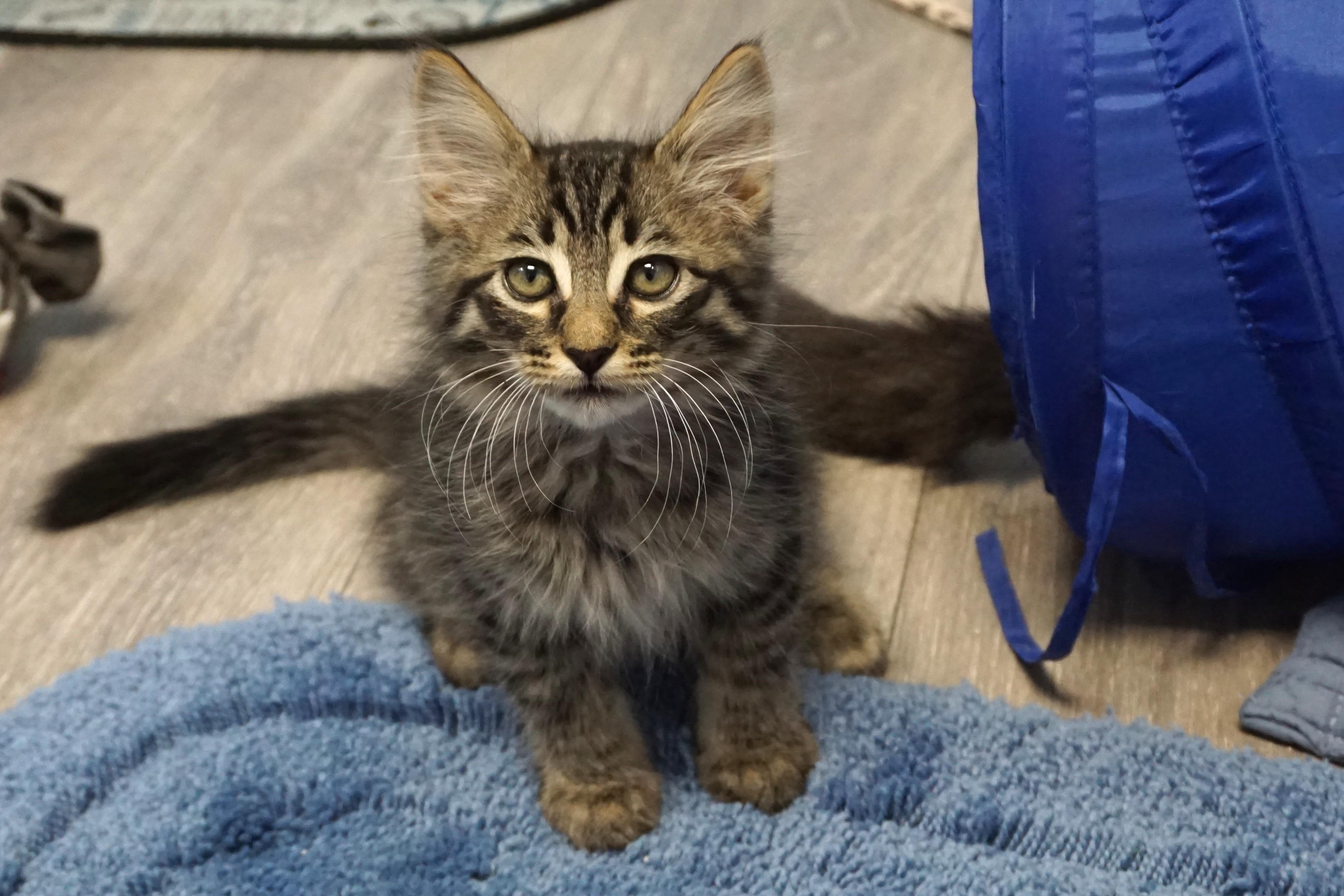 Sven Forkbeard, an adopted Domestic Medium Hair in Fountain Hills, AZ image 3/3
