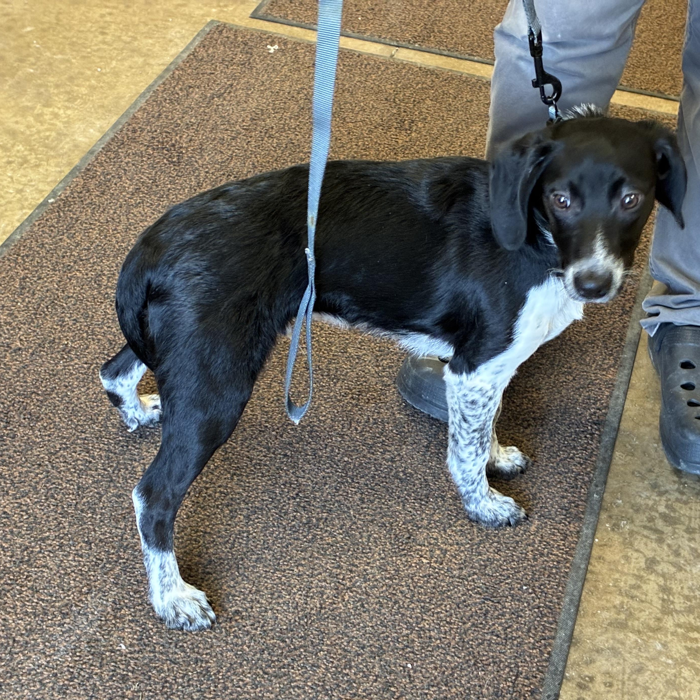 Enlarge Speckle , an adopted mixed breed in Indiana, PA image 1/1