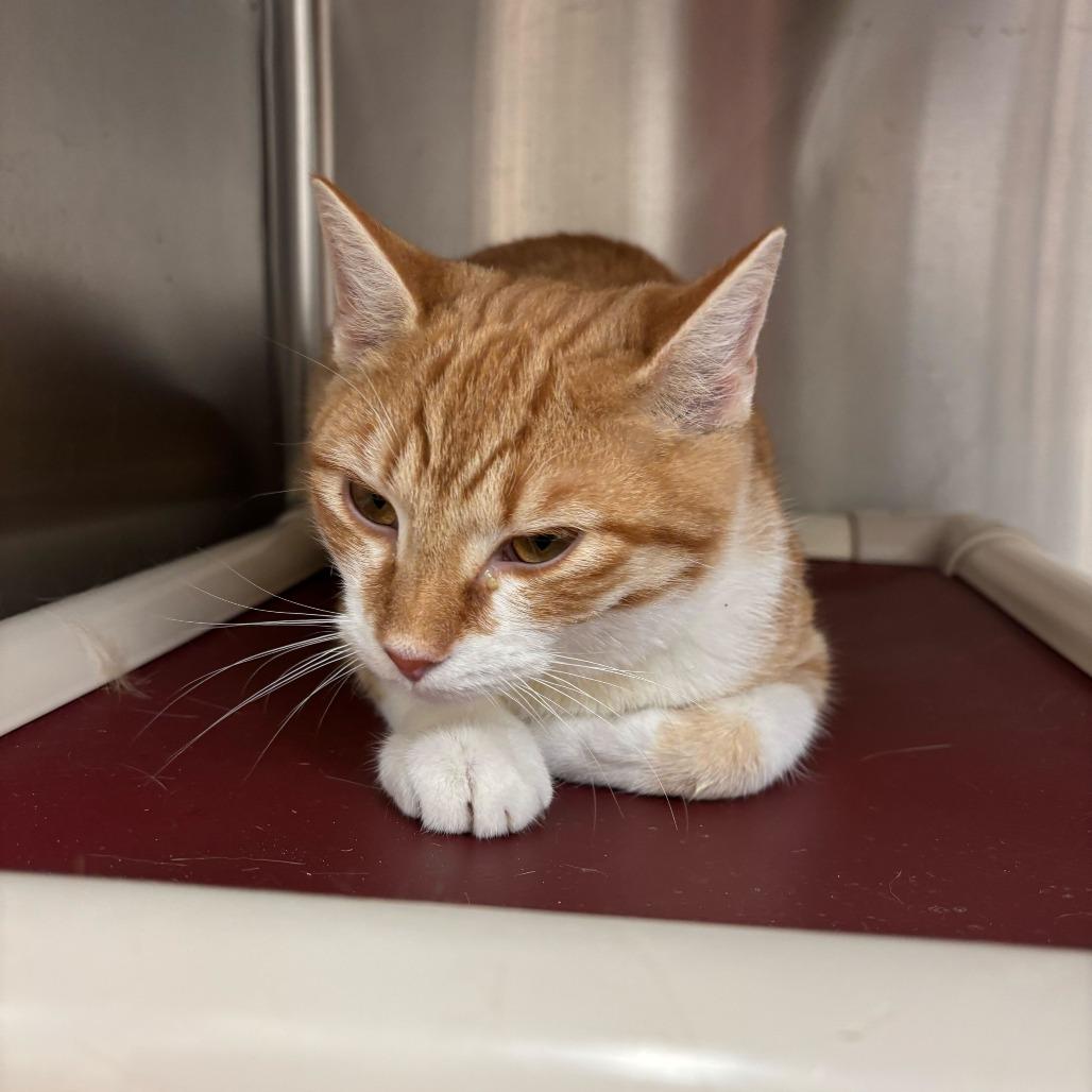 Enlarge Mr. MSG, a Adoptable Domestic Short Hair in Enfield, NH image 1/2