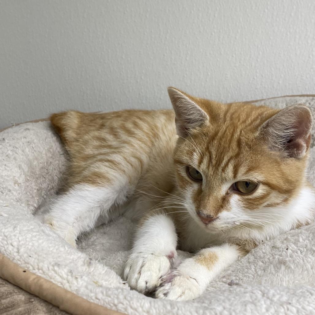 Enlarge Mr. MSG, a Adoptable Domestic Short Hair in Enfield, NH image 2/2