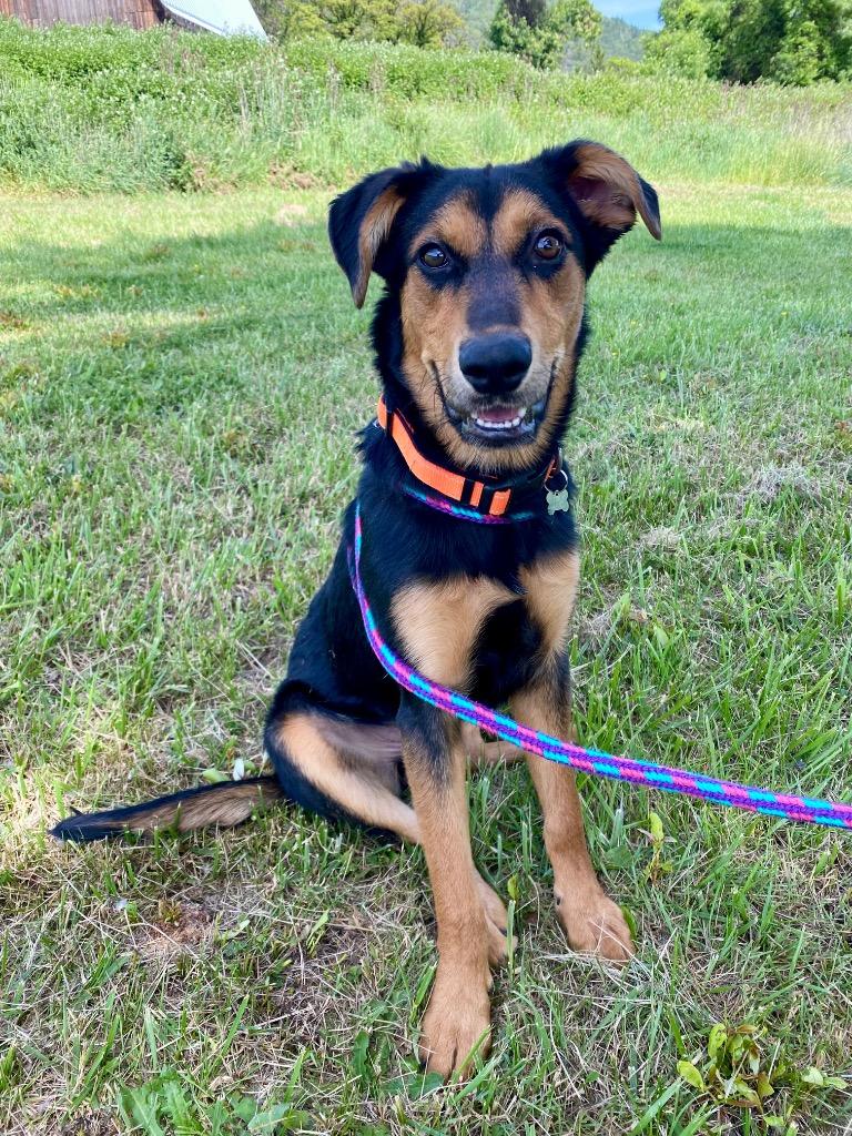 Raeyn, Adoptable, Puppy Female Rottweiler & German Shepherd Dog.
