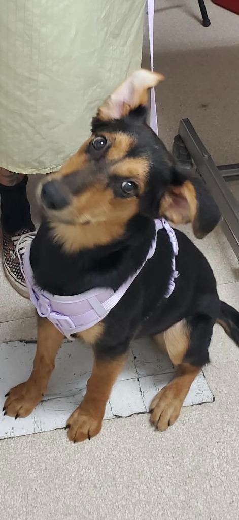 Enlarge Raeyn, a Adoptable mixed breed in Grants Pass, OR image 2/3