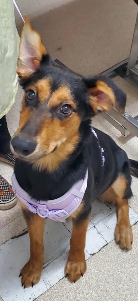 Enlarge Raeyn, a Adoptable mixed breed in Grants Pass, OR image 3/3