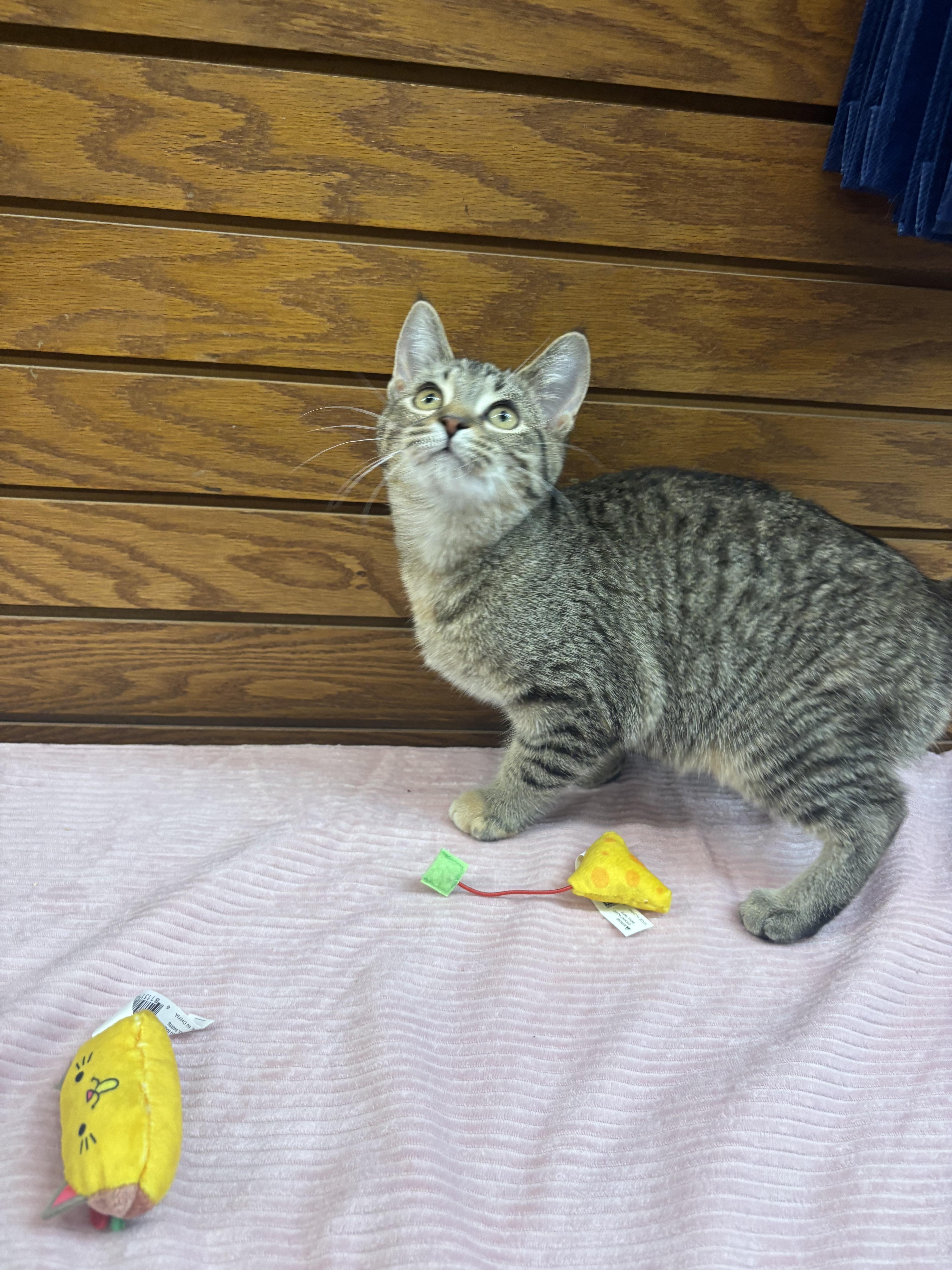 Enlarge Ethel, a Adoptable mixed breed in Coldwater, MI image 4/4