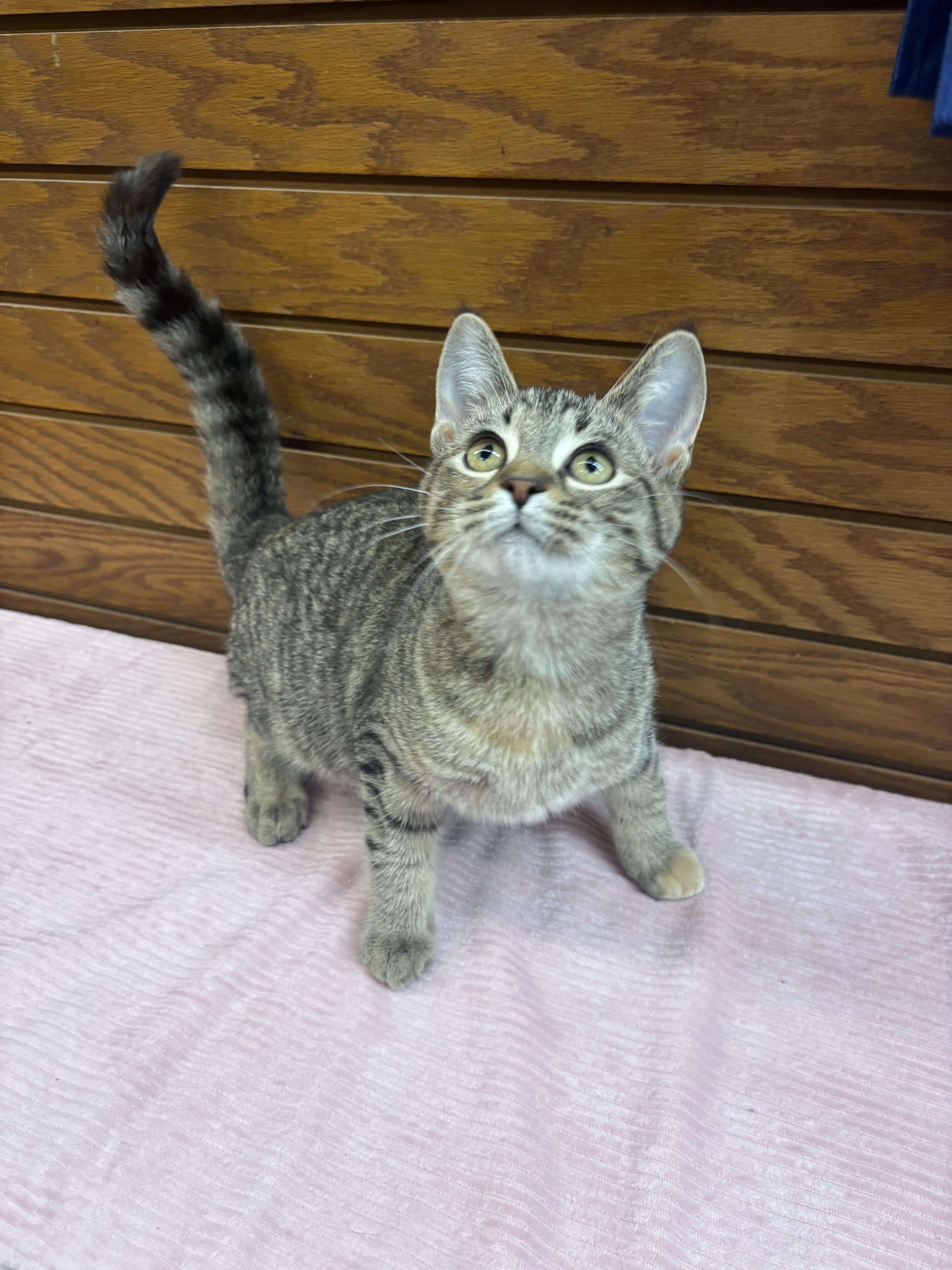 Ethel, Adoptable, Kitten Female Domestic Short Hair.