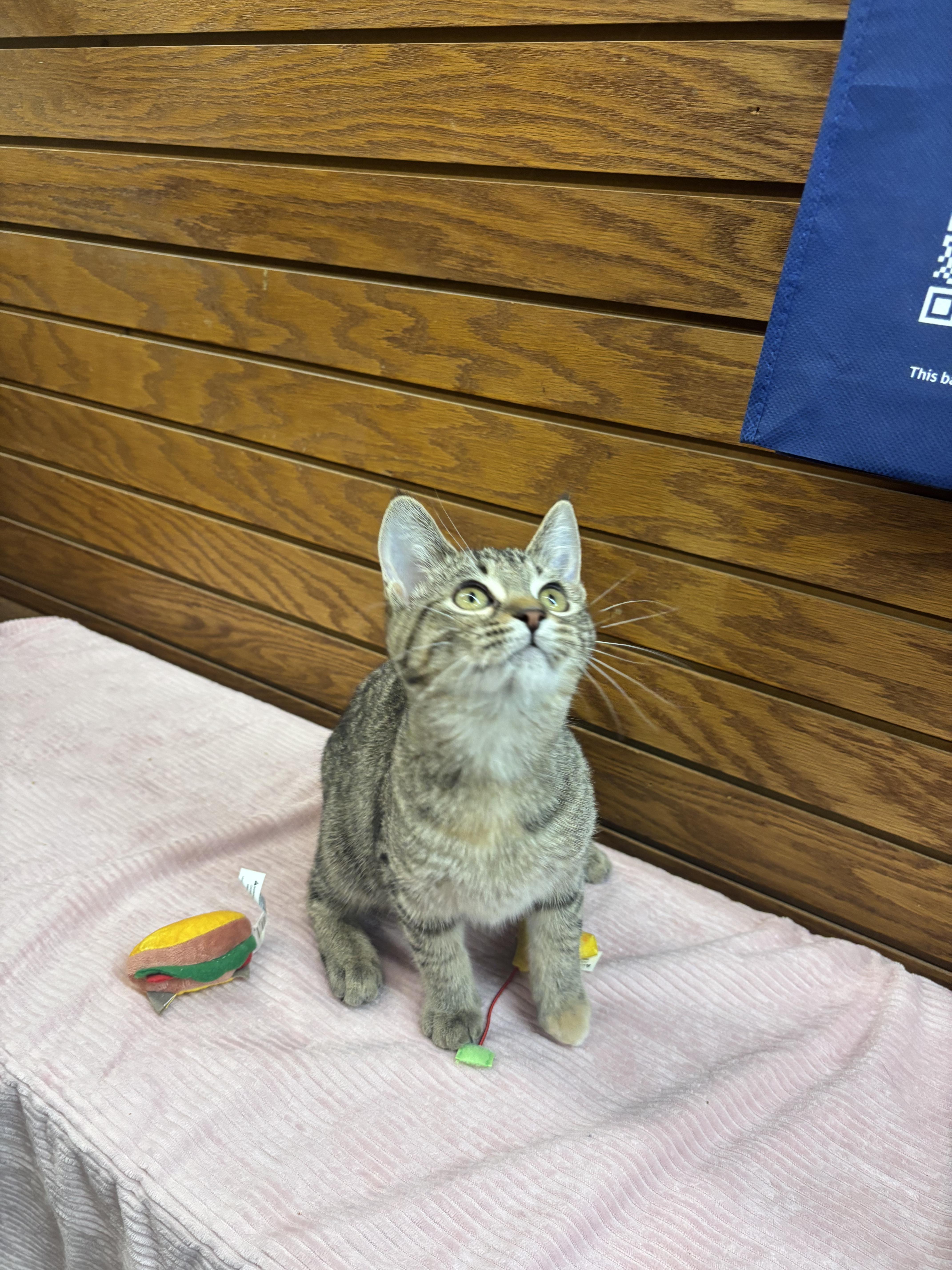 Enlarge Ethel, a Adoptable mixed breed in Coldwater, MI image 2/4