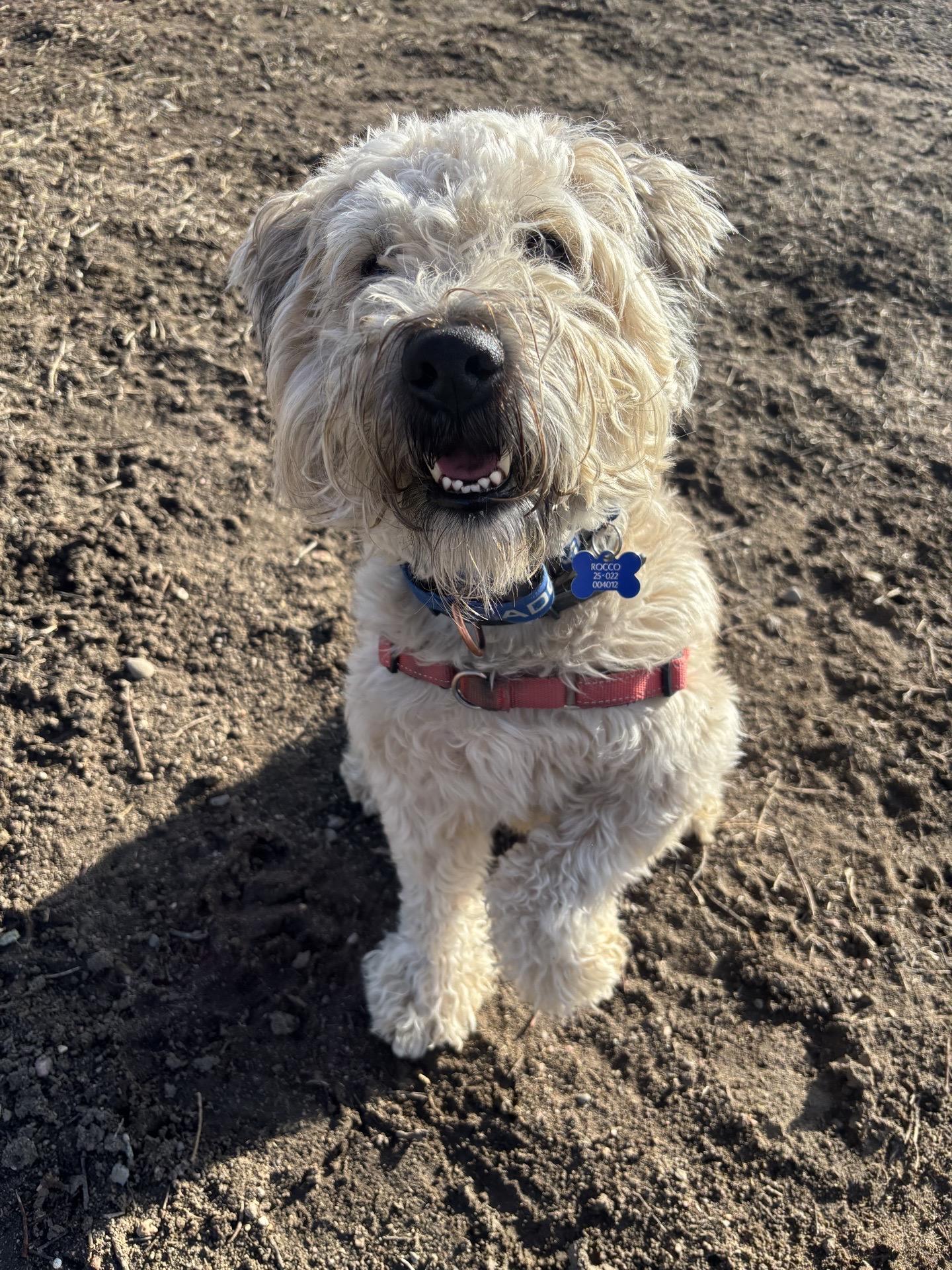 Rocco