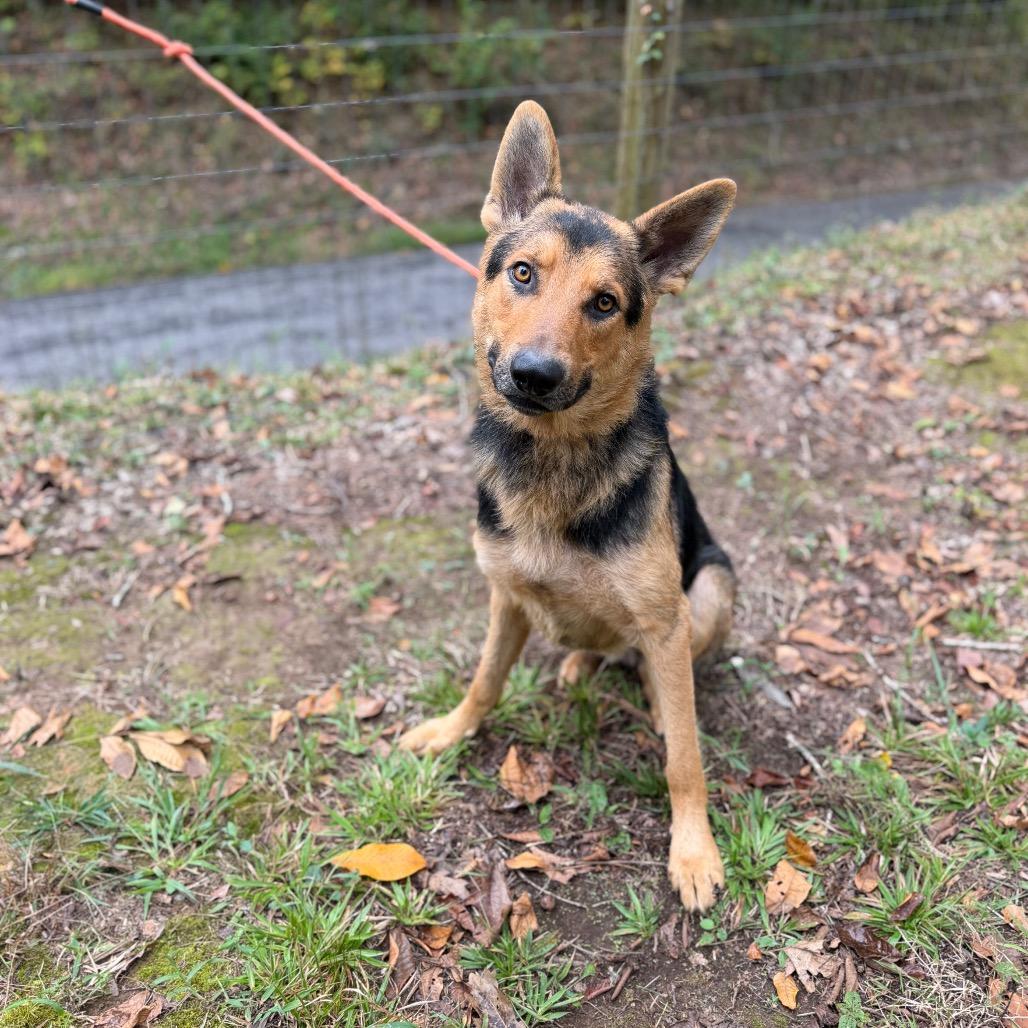 Brasher, Adoptable, Adult Male German Shepherd Dog.