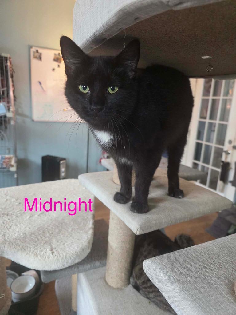 Enlarge Midnight Ross, a Adopted American Shorthair in El Dorado, AR image 1/1