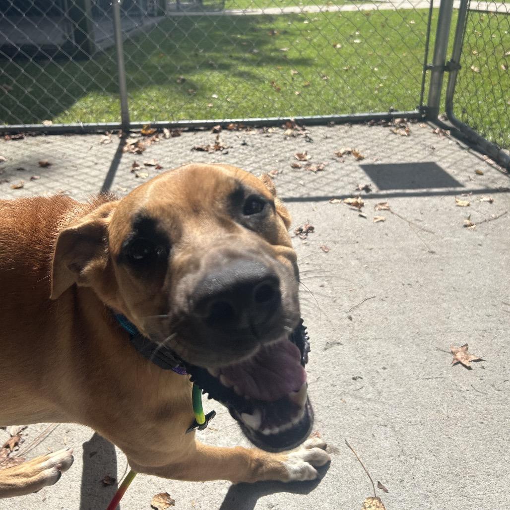 Enlarge Boba @ Foster, a Adoptable Mixed Breed in Summerville, SC image 1/6