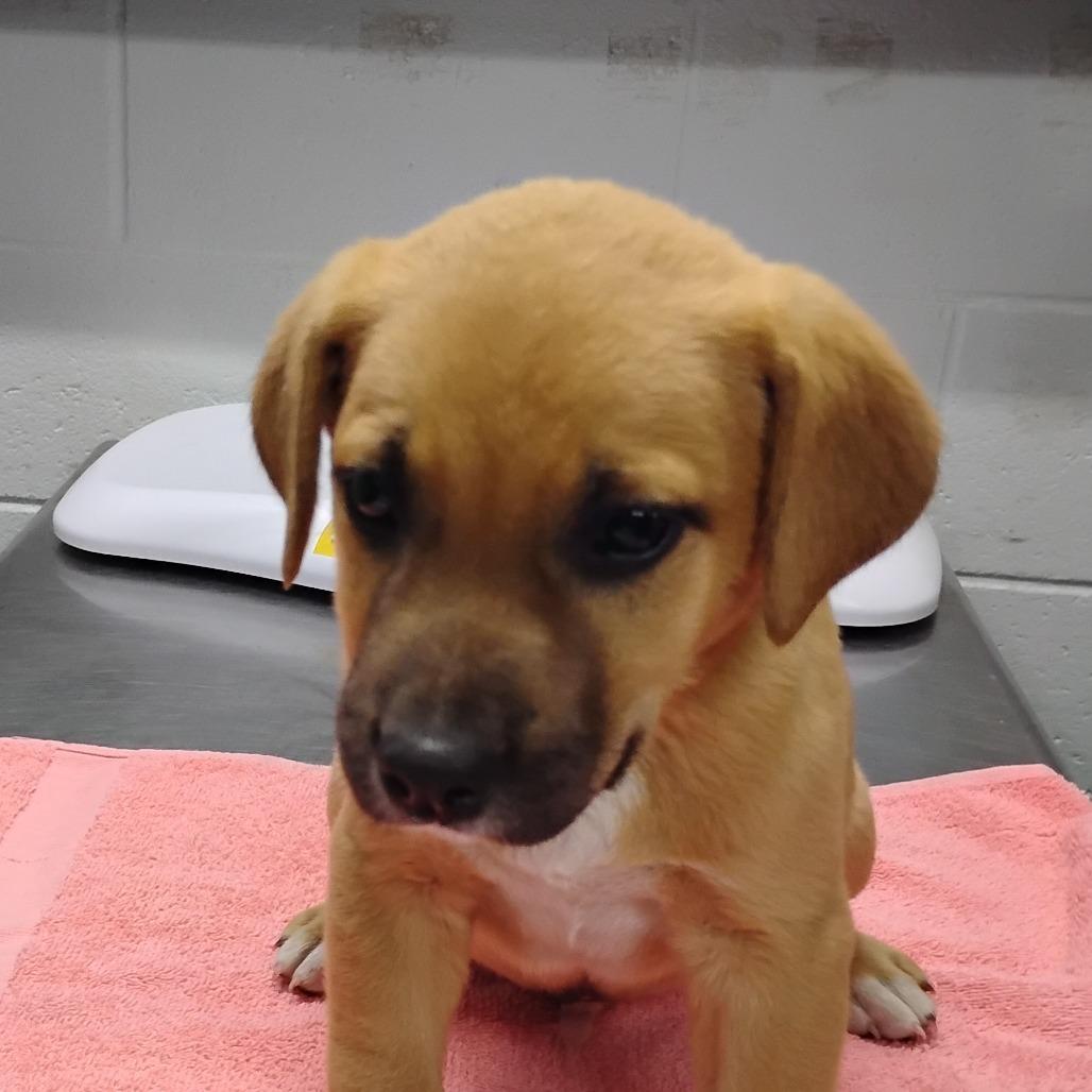 Enlarge Boba @ Foster, a Adoptable Mixed Breed in Summerville, SC image 2/6