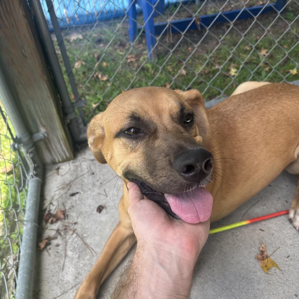 Enlarge Boba @ Foster, a Adoptable Mixed Breed in Summerville, SC image 3/6