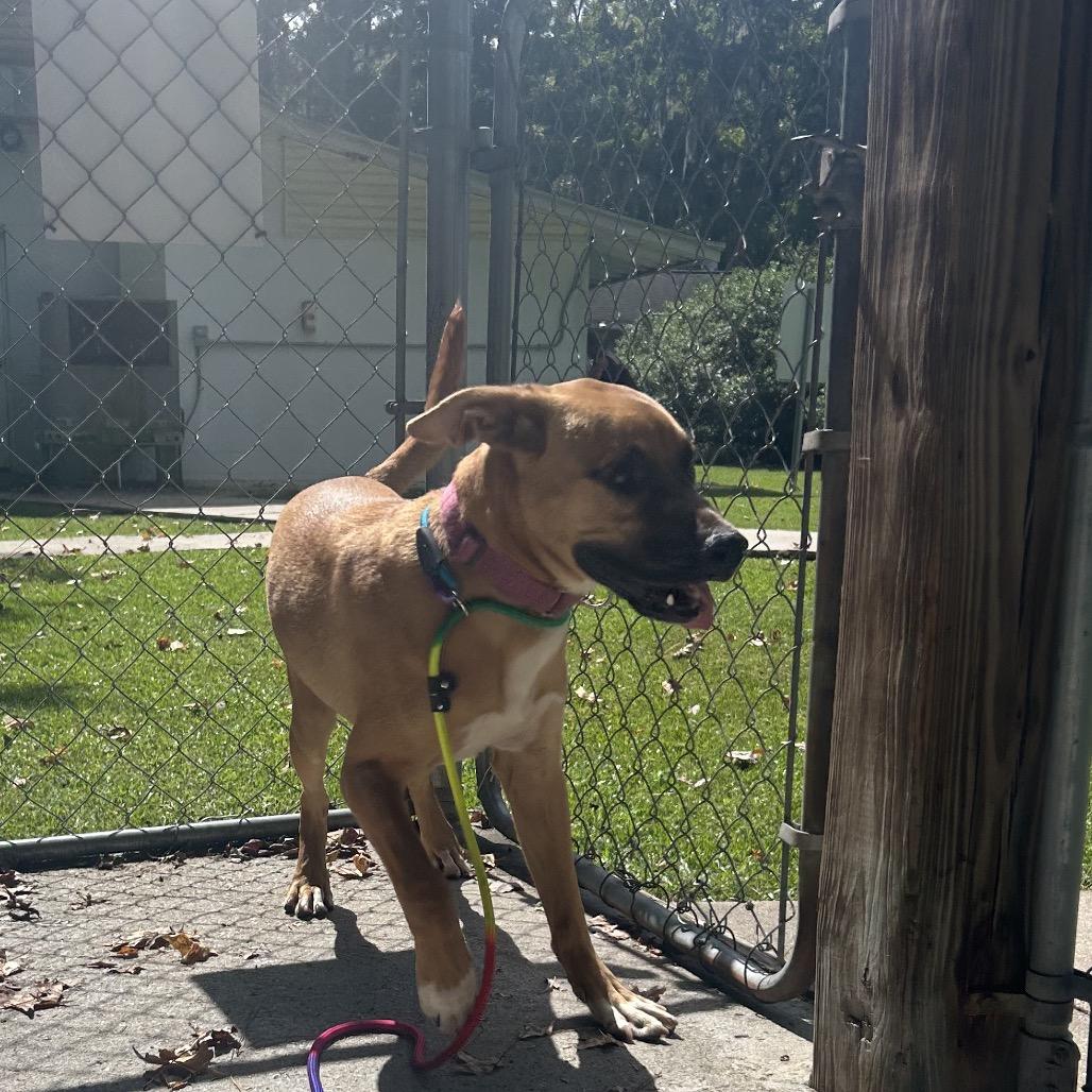 Enlarge Boba @ Foster, a Adoptable Mixed Breed in Summerville, SC image 5/6