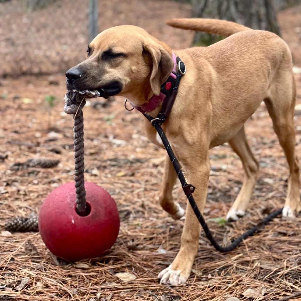 Enlarge Boba @ Foster, a Adoptable Mixed Breed in Summerville, SC image 6/6