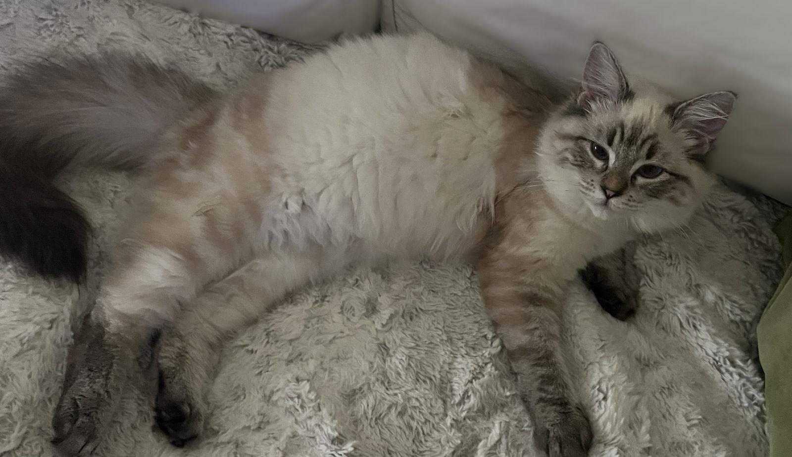 Baby, Adopted, Kitten Female Siamese & Ragdoll.