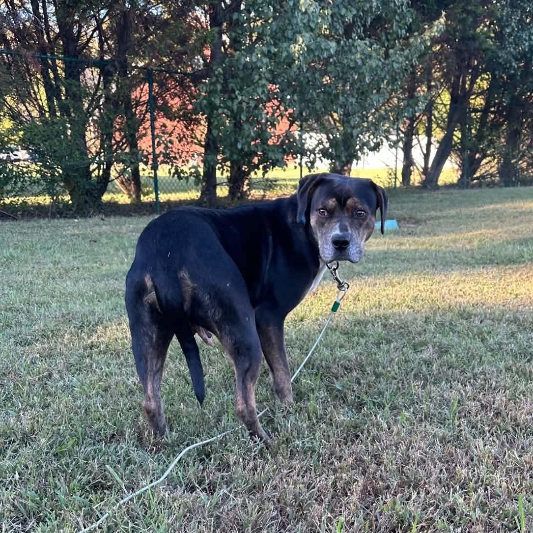 Enlarge Sally, a Adoptable mixed breed in Manchester, TN image 4/5