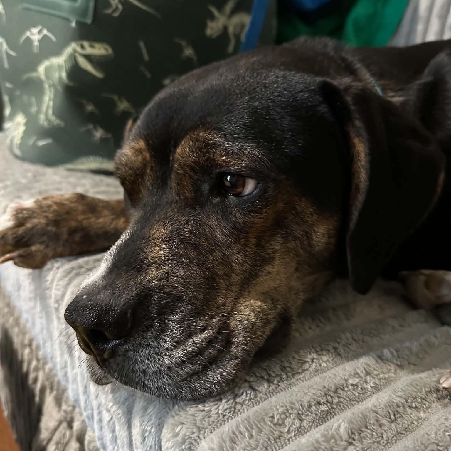 Sally, Adoptable, Adult Female Boxer.