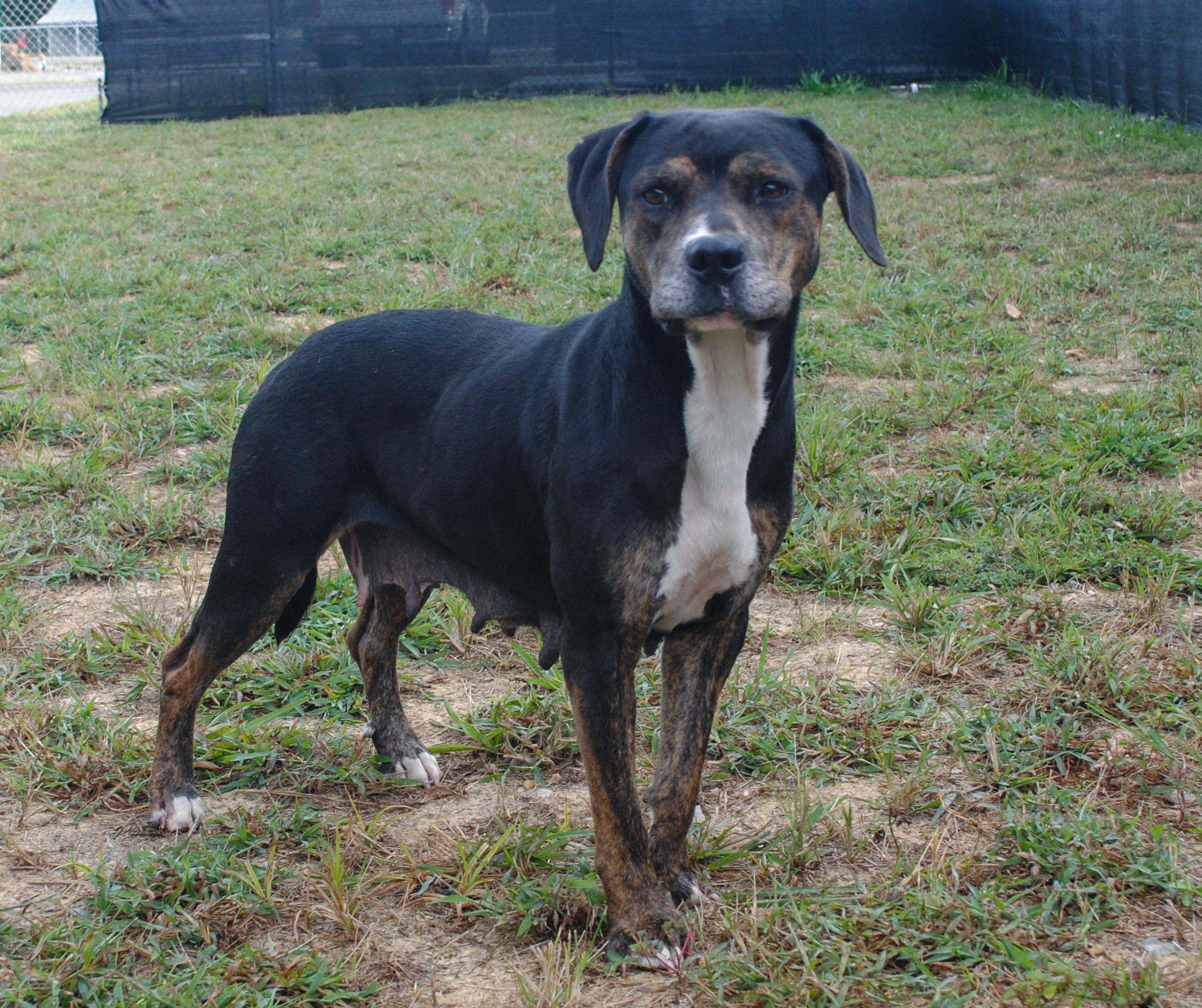 Enlarge Sally, a Adoptable mixed breed in Manchester, TN image 2/5