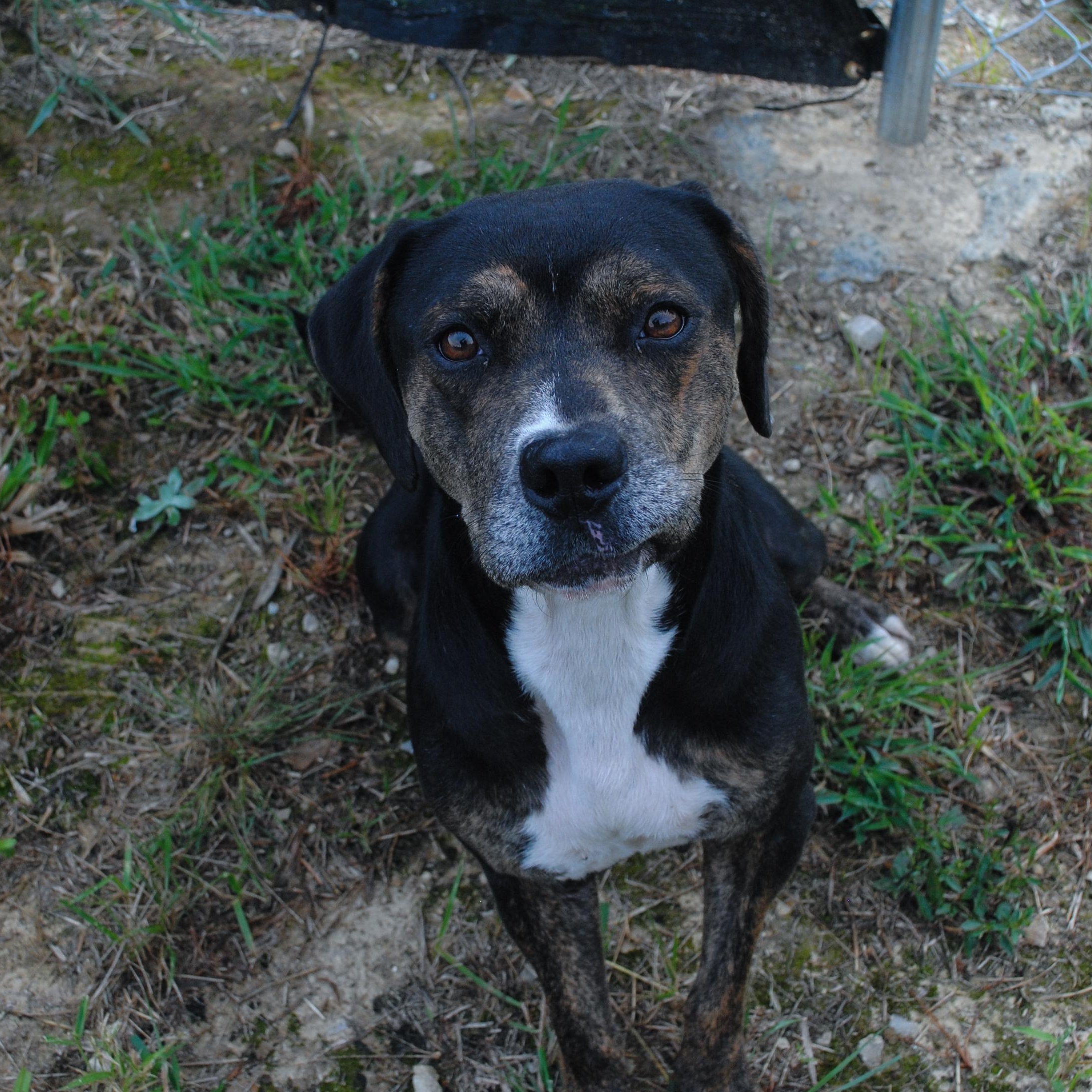 Enlarge Sally, a Adoptable mixed breed in Manchester, TN image 3/5