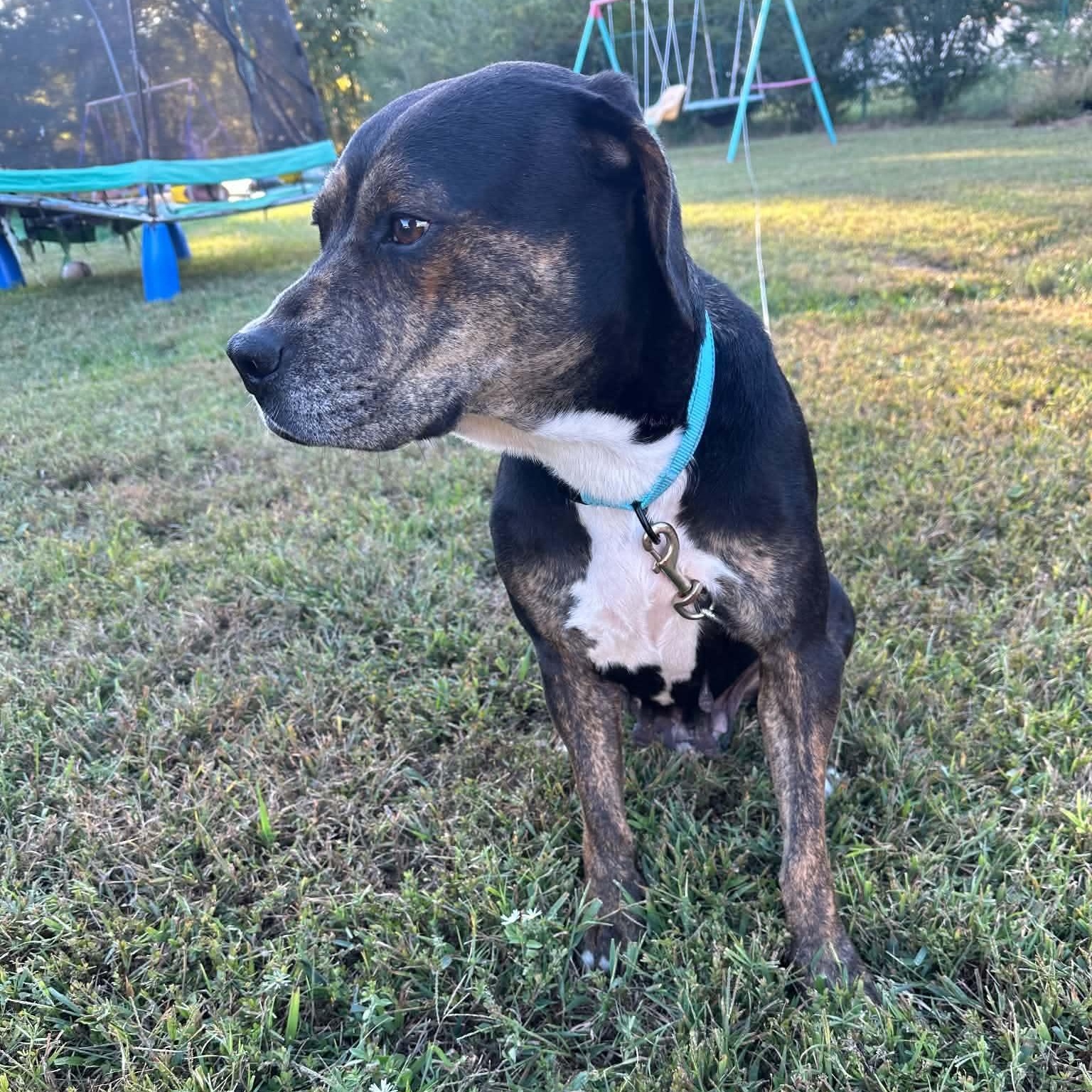 Enlarge Sally, a Adoptable mixed breed in Manchester, TN image 5/5