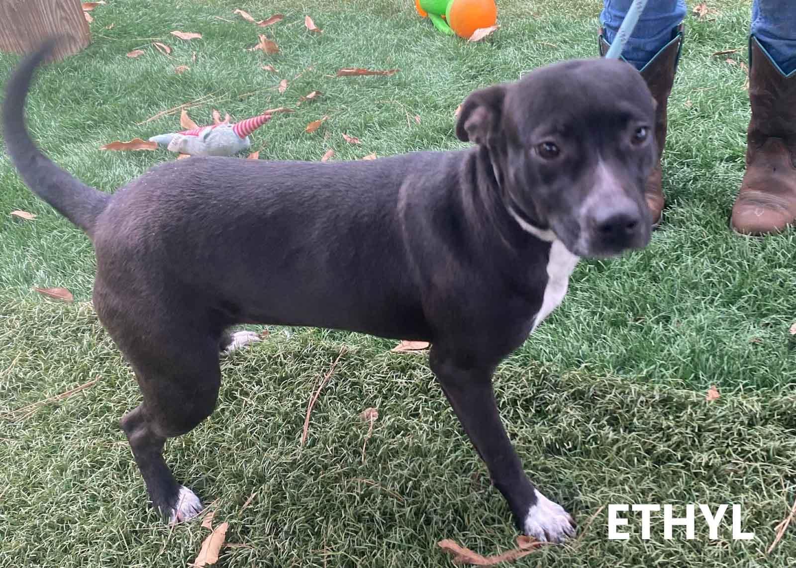 Enlarge Ethyl, a ADOPTABLE mixed breed in Washington, GA image 1/3