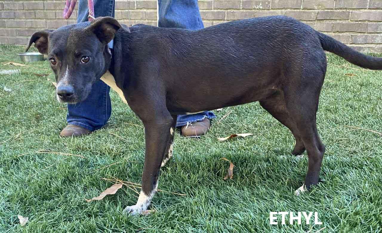 Enlarge Ethyl, a ADOPTABLE mixed breed in Washington, GA image 2/3