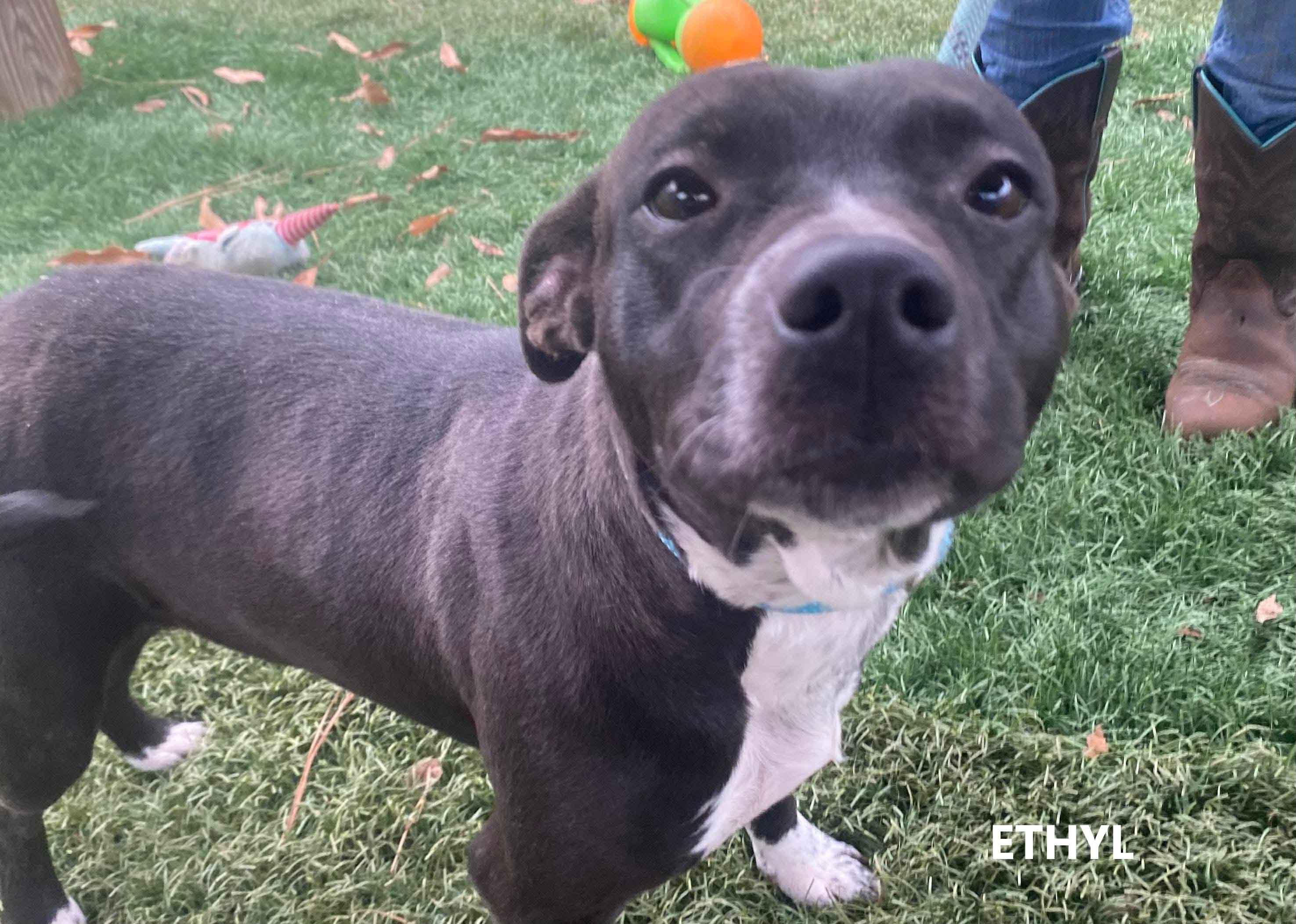 Enlarge Ethyl, a ADOPTABLE mixed breed in Washington, GA image 3/3