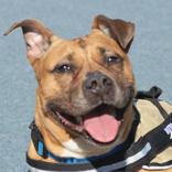 Roxie, ADOPTABLE, Senior Female Boxer.